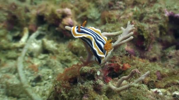 Nudibranchs popisu pod vodou v oceánu wildlife Filipíny. — Stock video