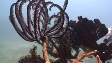 Karadeniz lily sualtı yaban hayatı Filipinler ocean.
