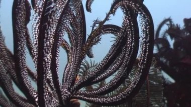 Kızıldeniz lily sualtı yaban hayatı Filipinler ocean.