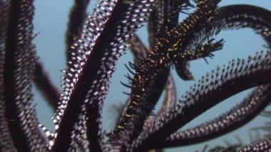 Deniz lily sualtı yaban hayatı Filipinler ocean.