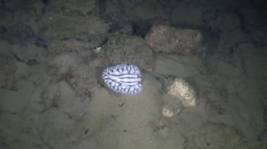 Nudibranchs slug sualtı yaban hayatı Filipinler ocean.