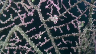 Yaban hayatı Filipinler ocean olarak gorgonians suyun altında maskeli deniz atı.