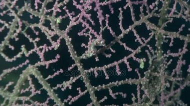 Yaban hayatı Filipinler ocean olarak gorgonians suyun altında maskeli deniz atı.