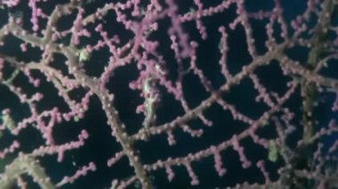 Yaban hayatı Filipinler ocean olarak gorgonians suyun altında maskeli deniz atı.