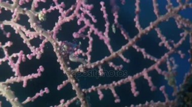 Yaban hayatı Filipinler ocean olarak gorgonians suyun altında maskeli deniz atı.