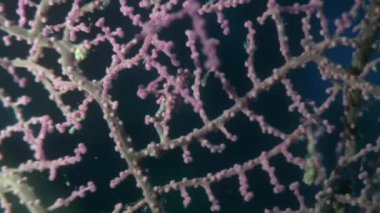 Yaban hayatı Filipinler ocean olarak gorgonians suyun altında maskeli deniz atı.