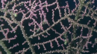 Yaban hayatı Filipinler ocean olarak gorgonians suyun altında maskeli deniz atı.