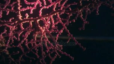 Yaban hayatı Filipinler ocean olarak gorgonians suyun altında maskeli deniz atı.