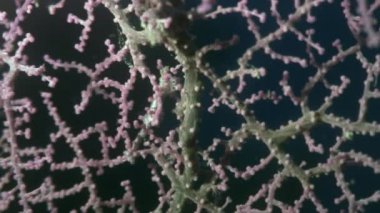Yaban hayatı Filipinler ocean olarak gorgonians suyun altında maskeli deniz atı.