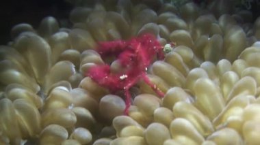 Anemon sualtı yaban hayatı Filipinler ocean maskeli Kırmızı yengeç.