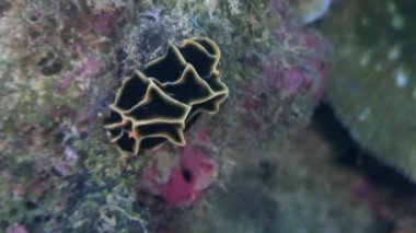Nudibranchs slug sualtı yaban hayatı Filipinler ocean.