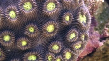 Yaban hayatı Filipinler ocean kumlu alt sualtı sakinleri.