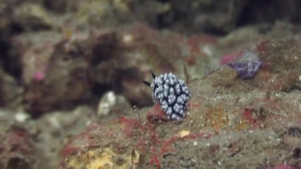 Nudibranchs underwater in ocean of wildlife Philippines. — Stock Video