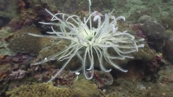 Lírio marinho subaquático no oceano da vida selvagem Filipinas . — Vídeo de Stock
