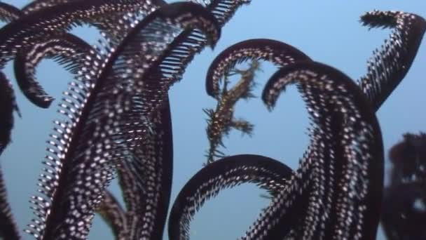 Zwarte Zee lily onderwater in de oceaan van wildlife Filipijnen. — Stockvideo