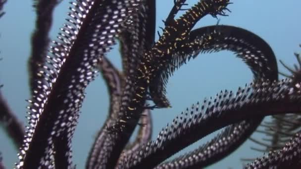 Zwarte Zee lily onderwater in de oceaan van wildlife Filipijnen. — Stockvideo