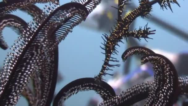 Lys de mer sous-marin dans l'océan de la faune Philippines . — Video