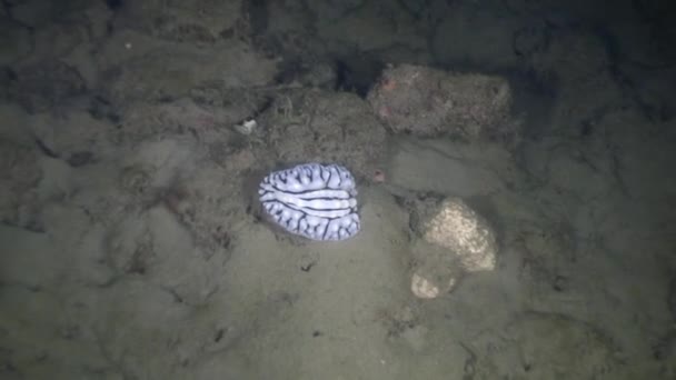 Γυμνοσάλιαγκας γυμνοβράγχια υποβρύχια στον ωκεανό της άγριας ζωής Φιλιππίνες. — Αρχείο Βίντεο