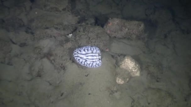 Nudibranquios babosa bajo el agua en el océano de la vida silvestre Filipinas . — Vídeo de stock