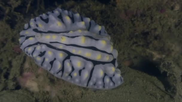 Naaktslakken slak onderwater in de oceaan van wildlife Filipijnen. — Stockvideo