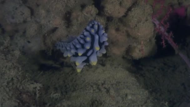 Nudibranchs slug pod wodą w oceanie dzikiej Filipiny. — Wideo stockowe