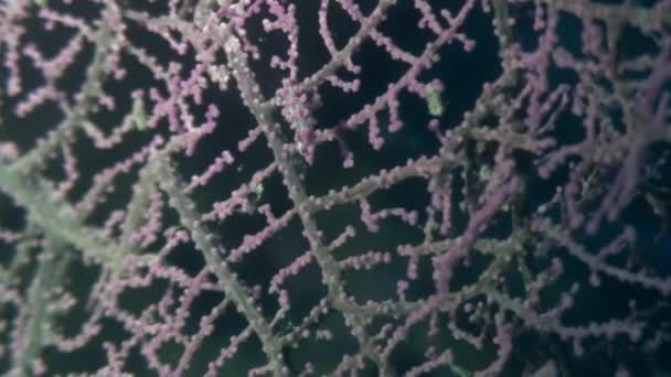 Морський коник масок у gorgonians під водою в океані дикої природи Філіппіни. — стокове відео