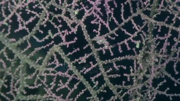 Yaban hayatı Filipinler ocean olarak gorgonians suyun altında maskeli deniz atı. — Stok video