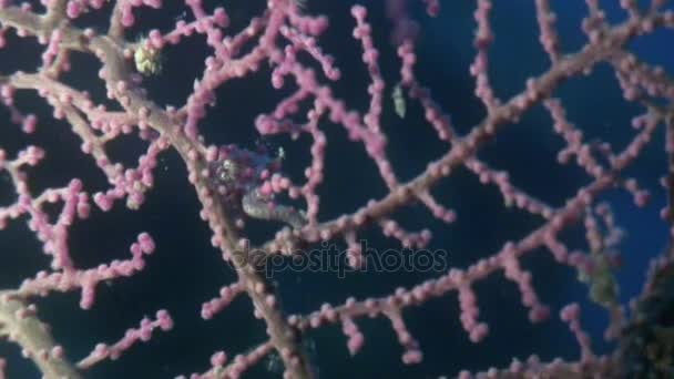 Морський коник масок у gorgonians під водою в океані дикої природи Філіппіни. — стокове відео