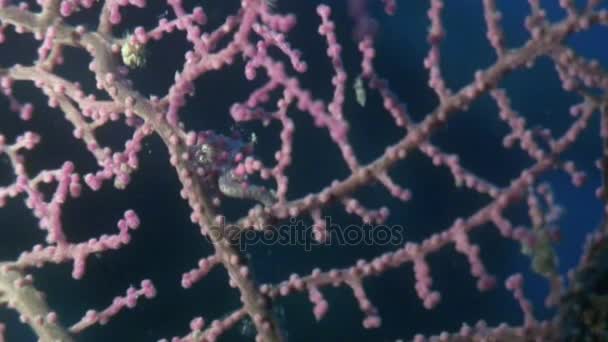 Seahorse masky v gorgoniemi pod vodou v oceánu wildlife Filipíny. — Stock video