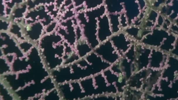 Seahorse masker i gorgonier under vattnet i havet djurliv Filippinerna. — Stockvideo