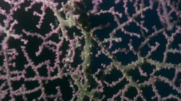 Maschere di cavalluccio marino nelle gorgonie sott'acqua nell'oceano della fauna selvatica Filippine . — Video Stock