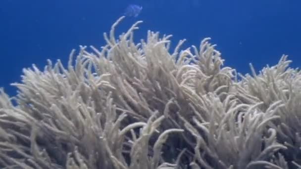 Белые мягкие кораллы на синем фоне под водой в океане дикой природы Филиппин — стоковое видео