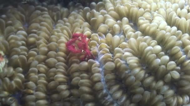 Red crab masks in anemones underwater in ocean of wildlife Philippines. — Stock Video