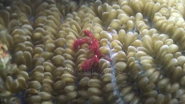 Red crab masks in anemones underwater in ocean of wildlife Philippines. — Stock Video