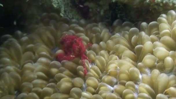 Máscaras de cangrejo rojo en anémonas bajo el agua en el océano de vida silvestre Filipinas . — Vídeo de stock