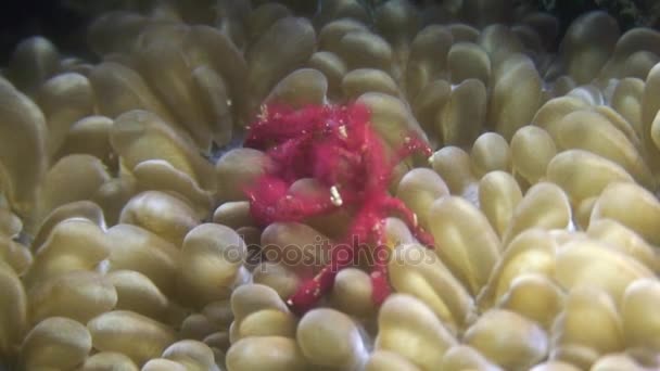 Topeng kepiting merah di anemon bawah air di laut kehidupan liar Filipina . — Stok Video