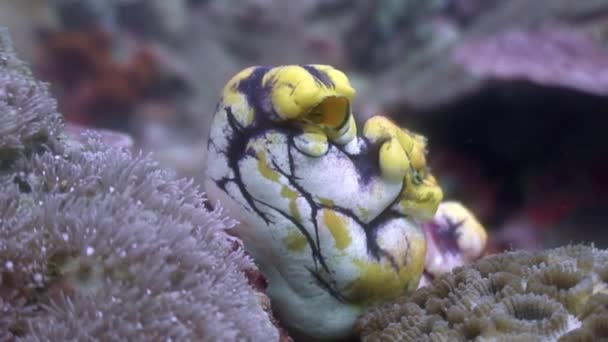 Θαλασσινά σφουγγάρια υποβρύχια στον ωκεανό της άγριας ζωής Φιλιππίνες. — Αρχείο Βίντεο