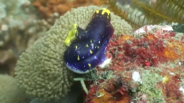 Zee sponzen onderwater in de oceaan van wildlife Filipijnen. — Stockvideo