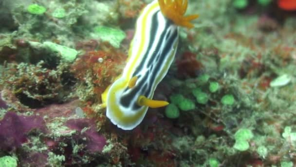 蝓蛞蝓水下海洋野生动物菲律宾. — 图库视频影像