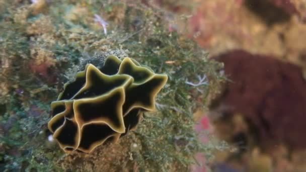 Nudibranquios babosa bajo el agua en el océano de la vida silvestre Filipinas . — Vídeos de Stock