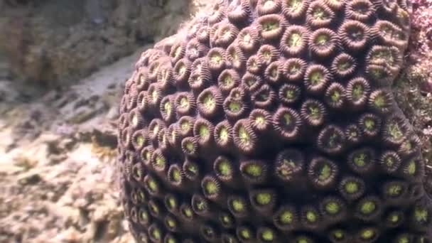 Lakói homokos alján víz alatti élővilág Fülöp-szigetek-óceán. — Stock videók