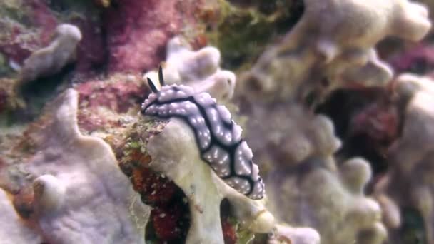 在海洋中野生动物菲律宾水下蝓. — 图库视频影像
