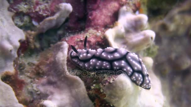 Nudibranchs víz alatti élővilág Fülöp-szigetek-óceán. — Stock videók