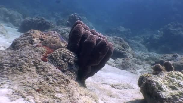 Korallen auf sandigem Boden unter Wasser im Meer der wilden Philippinen. — Stockvideo