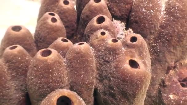 Sea sponges underwater in ocean of wildlife Philippines. — Stock Video