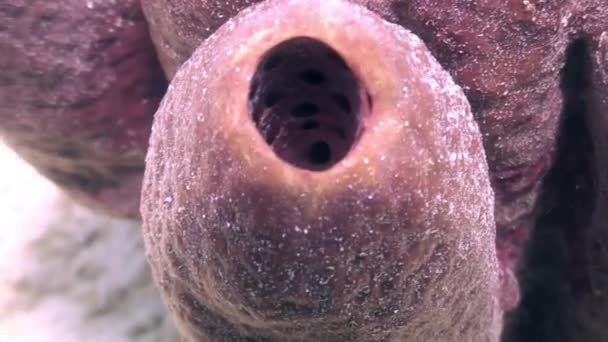 Tres caballitos de mar pigmeos rosados en coral gorgoniano . — Vídeo de stock