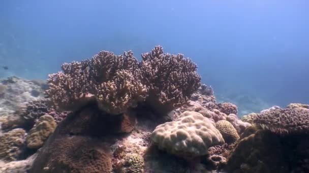 Coral subaquático no oceano da vida selvagem Filipinas . — Vídeo de Stock