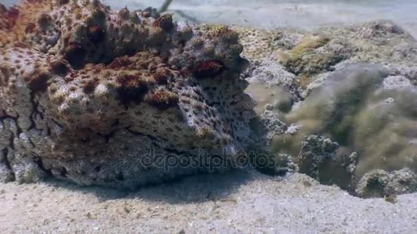 Peixe de pedra subaquático em um fundo arenoso no oceano da vida selvagem Filipinas — Vídeo de Stock