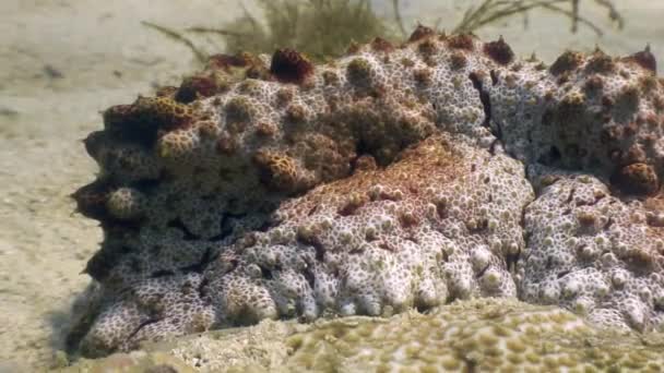 Stone vissen onderwater op een zandbodem in de oceaan van wildlife Filipijnen — Stockvideo