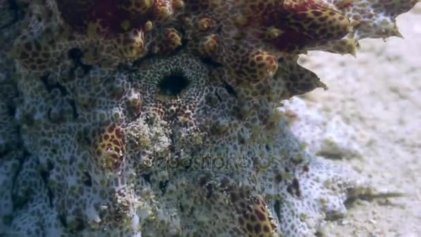 Peces de piedra bajo el agua en un fondo arenoso en el océano de vida silvestre Filipinas — Vídeo de stock